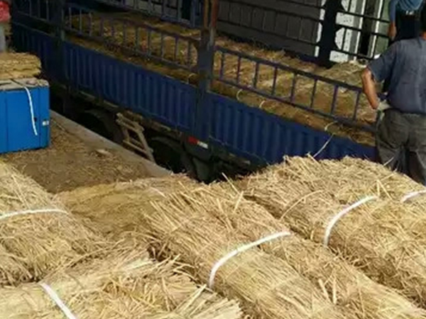 使用條形草支墊有哪些注意事項(xiàng)？